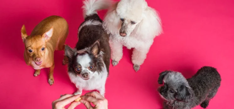 Alcuni cani imparano i nomi dei loro giocattoli